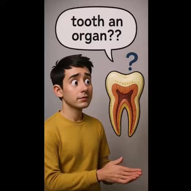 Is tooth an organ?